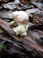 Snail with the horns on the wood