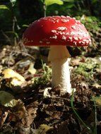 autumn agaric mushroom in the nature