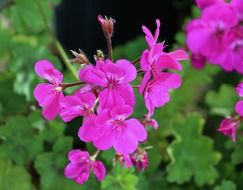 Picture of the pink geranium flowers