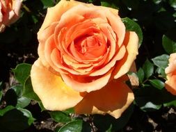 rose orange bloom on a sunny day