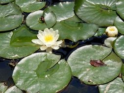 white blooming lilies in the pond in summer