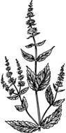 plant with flower sketch