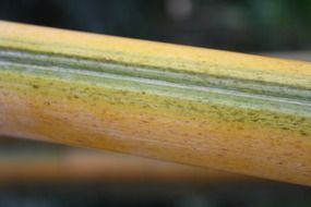 Close-up of the bamboo