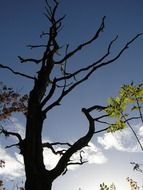 dry tree at evening sky, low angle view