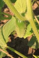 cucumber on a bed
