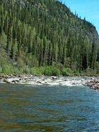 forest landscape with yukon river alaska