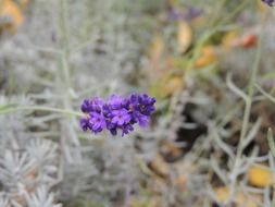 lavender twig with flowers