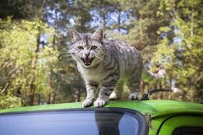 Home cat on the roof of a car