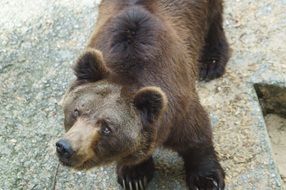 brown bear in a zoo in Russia