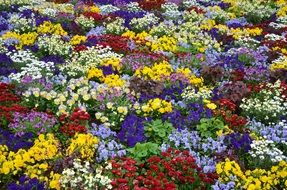 colorful flowerbed