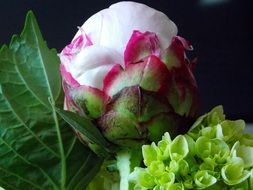 picture of the peony flower