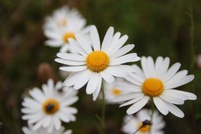 white daisies in autumn