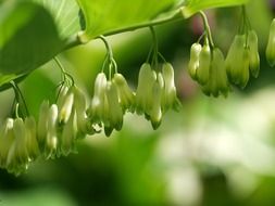 Green plant in a garden
