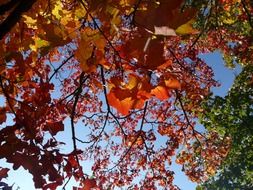 Picture of the autumnal maple leaves