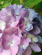 pale pink spherical hydrangea close up