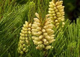 buds on a spiny pine branch