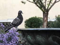 dove near the fountain