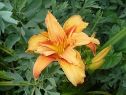 lily as a garden plant