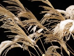 grass of reed on black background