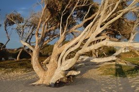 Dry tree by the river