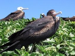 astounding frigate bird on a bush on a sunny day