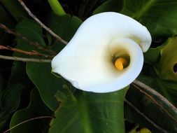 White calla lily flower