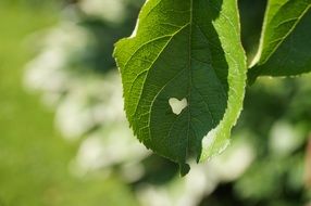 leaf heart summer