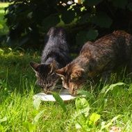 stray cats drinking milk together