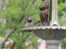 Bird on the fountain