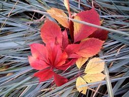 autumn leaves on the grass close-up