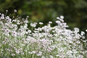 White flowers in autumn
