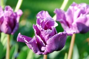tulips purple