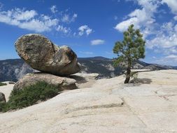 Landscape of pine tree on a mountain