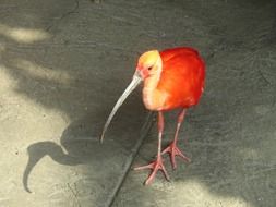 scarlet ibis