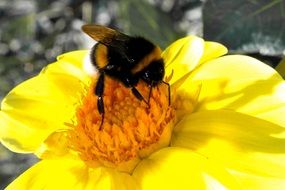 bumblebee on a bright yellow flower in spring close-up
