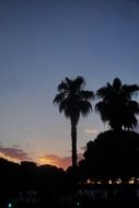 picture of the palms trees at the sunset