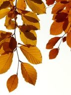 Beautiful and colorful beech leaves at white background