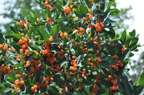 nature berry tree in the summer time