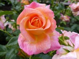 Picture of the beautiful roses