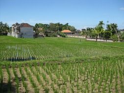 agricultural field with green seedlings