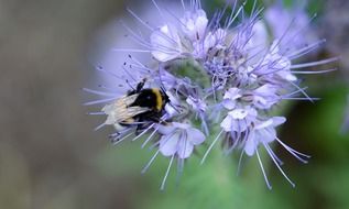 pollinating bumblebee on the wild flower