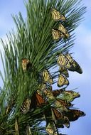 Monarch butterflies on the green branch