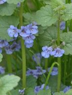 Earthen ivy with blue flowers