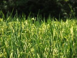 green rice field on water