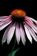 Close-up of the purple echinacea