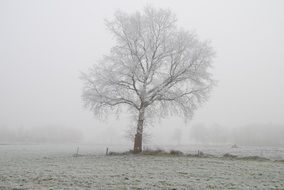 landscape of the hoarfrost tree