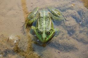 green frog nature