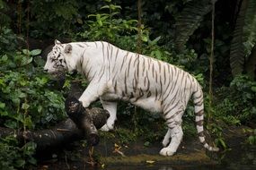 white tiger in the nature of singapore