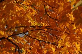 yellow leaves on a tree in october