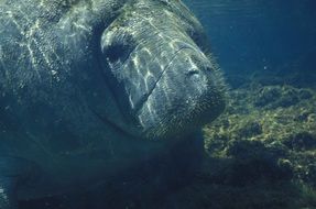 Manatee in sea water